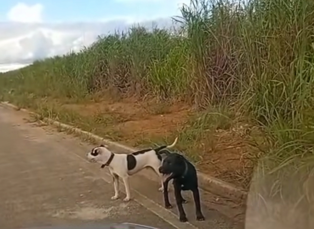 Primavera do Leste: moradores do Buritis 5 denunciam ataques de pitbulls soltos na Avenida Imperial