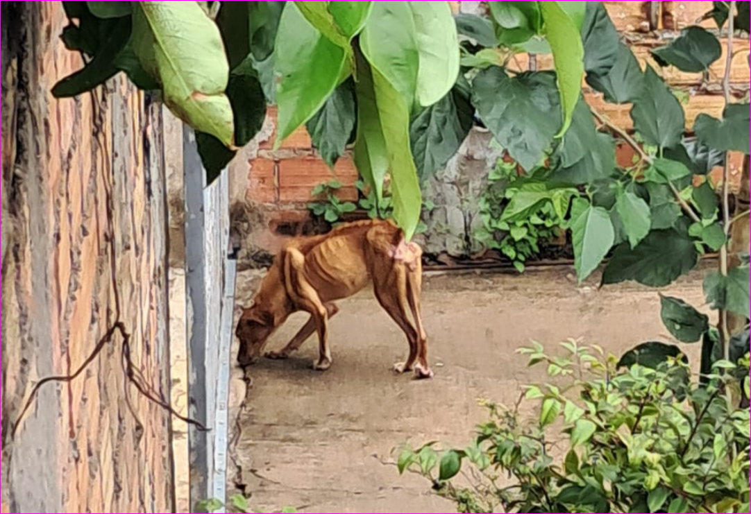 Fiscalização apura maus-tratos a animais em Primavera do Leste