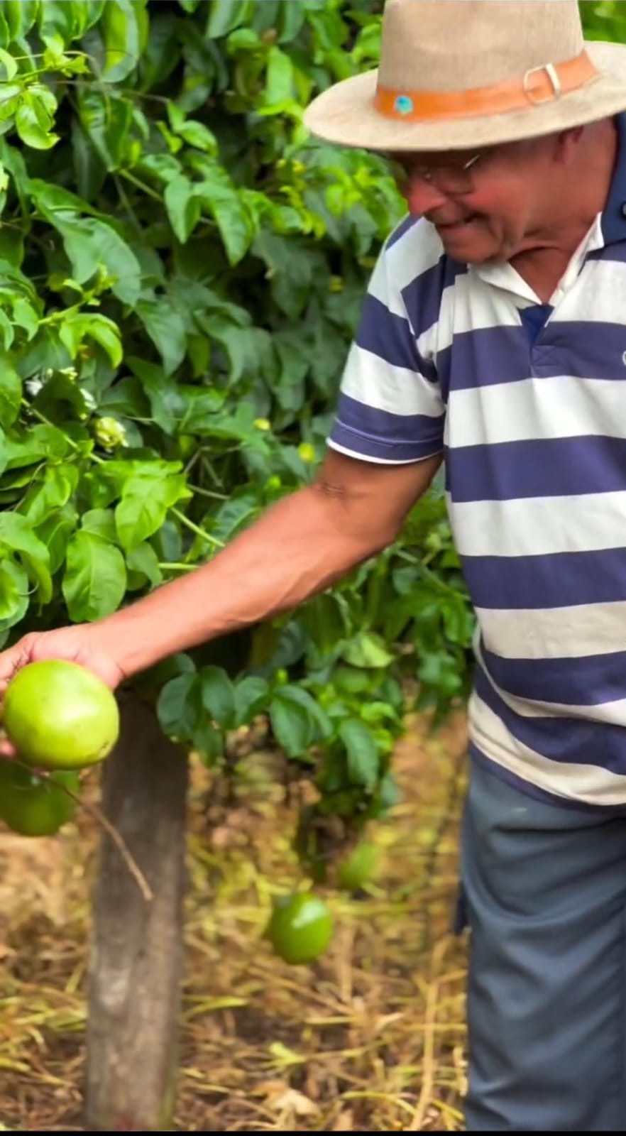 Agricultura familiar cresce em Primavera do Leste