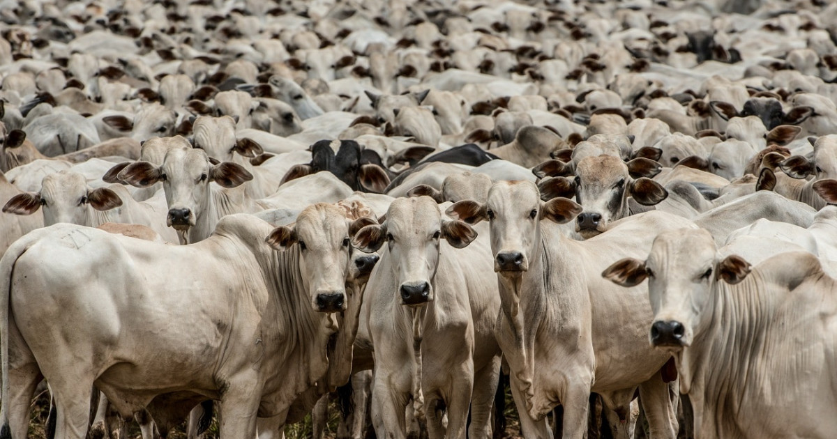 Abate de bovinos em MT cresce e atinge 494 mil toneladas de carne