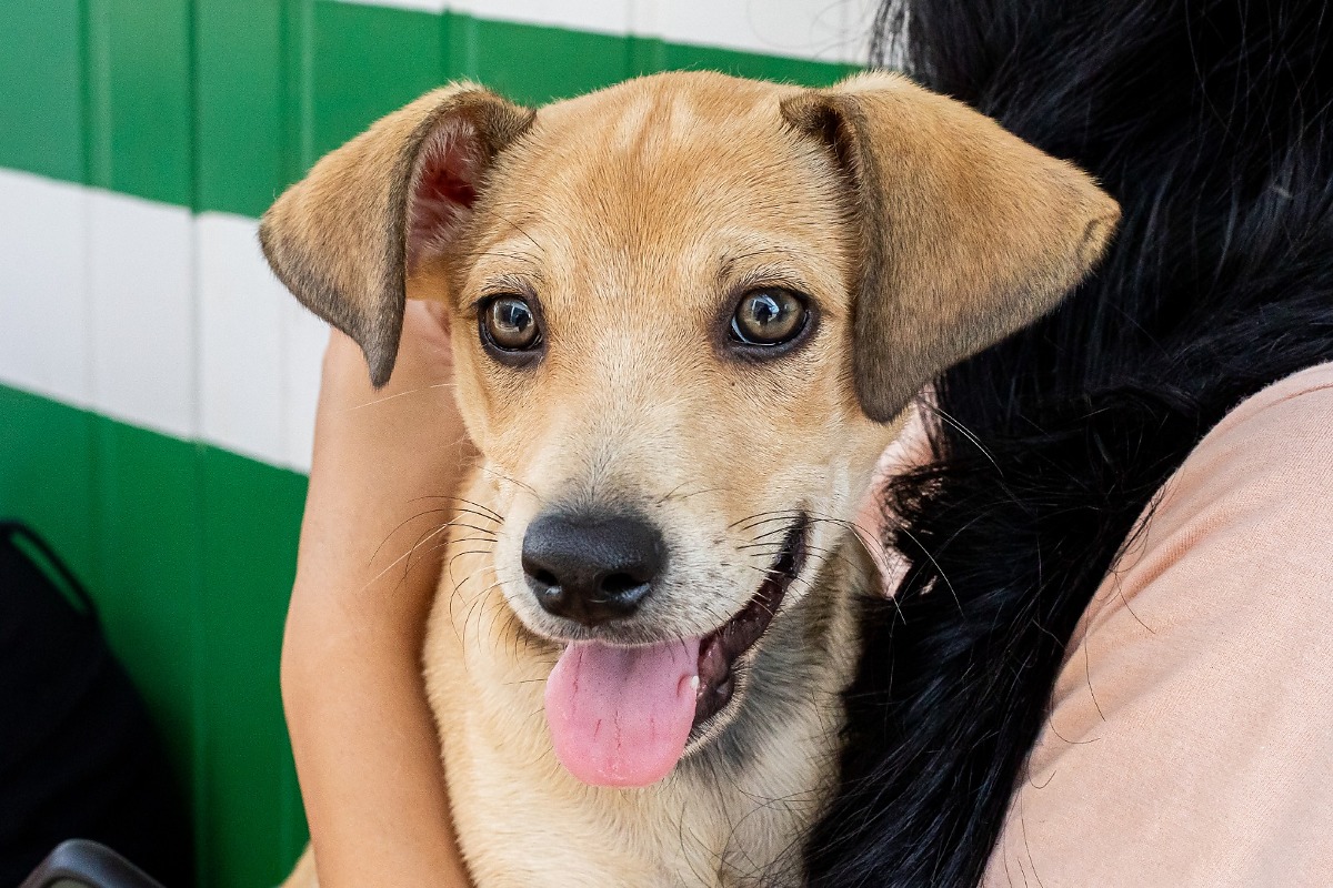 Adoções superam resgates de animais no canil municipal de MT