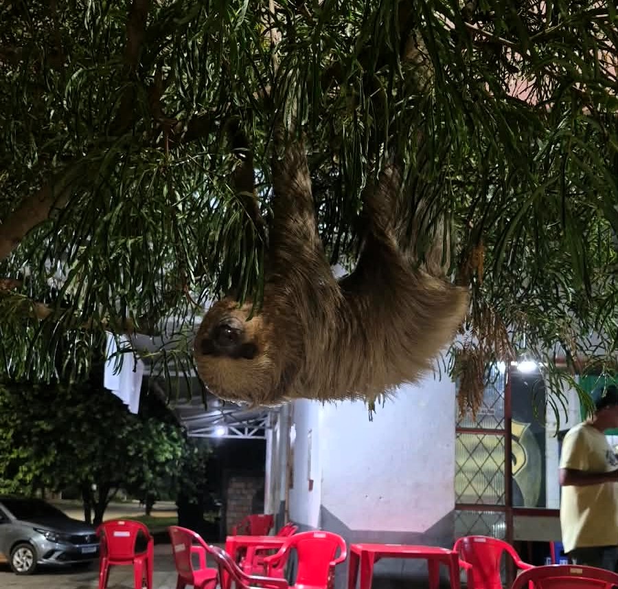 Arara e preguiça são resgatadas em Alta Floresta MT