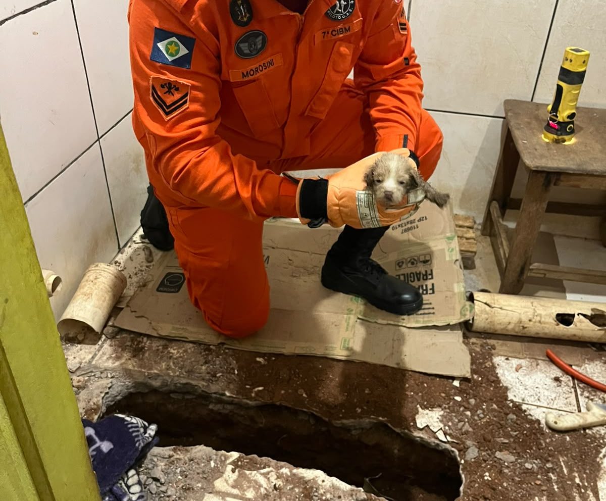 Bombeiros salvam filhote preso em cano de esgoto em Alta Floresta