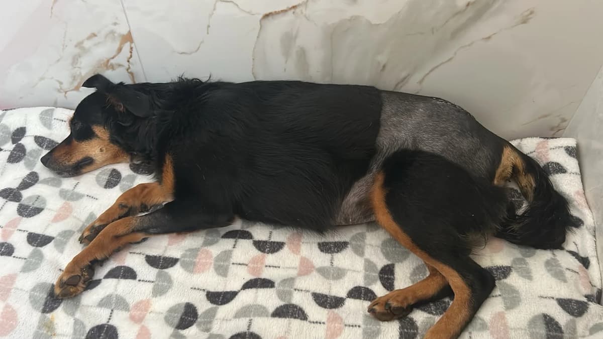 Cadelinha atropelada acumula dívida de R$ 12 mil em Sorriso