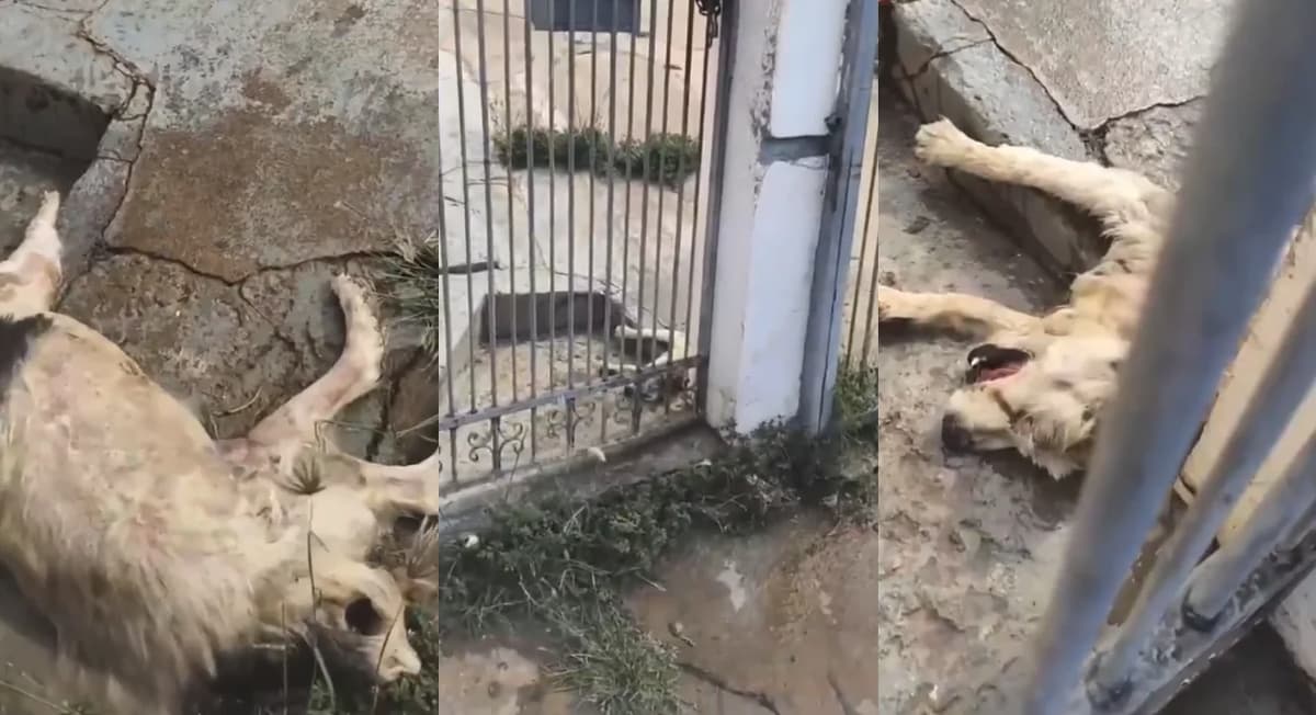 Cães resgatados com sinais de maus-tratos em Cuiabá