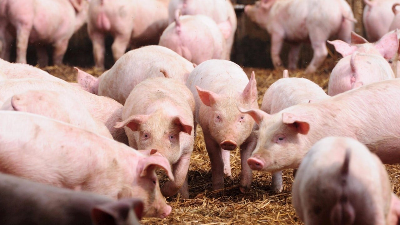Câmara Técnica da Suinocultura é criada em Mato Grosso