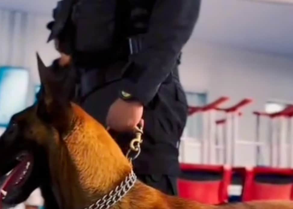 Cão farejador acha maconha em ônibus de detentos em Sinop