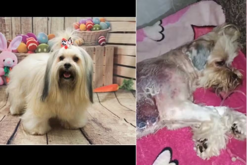 Cão sofre queimaduras graves após banho em pet shop de Cuiabá