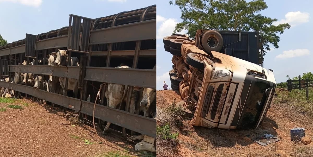 Carreta com 44 bois tomba em curva na MT-325 em Alta Floresta