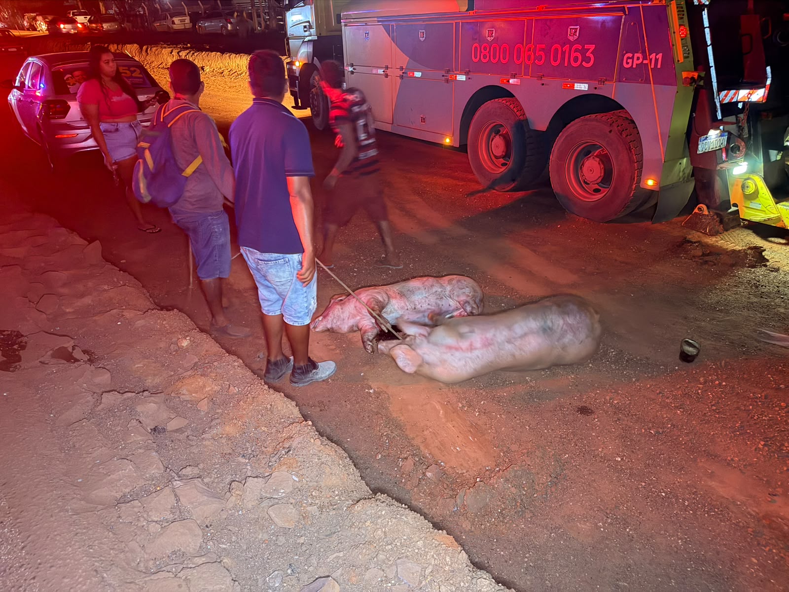 Carreta tomba com porcos e motorista se fere em Várzea Grande, MT