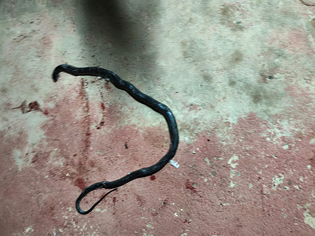 Cobra é achada perto de sofá em residência de Sorriso