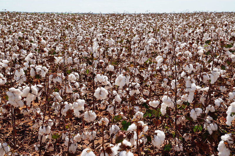 Colheita de algodão atinge 13,1% em Mato Grosso com atraso