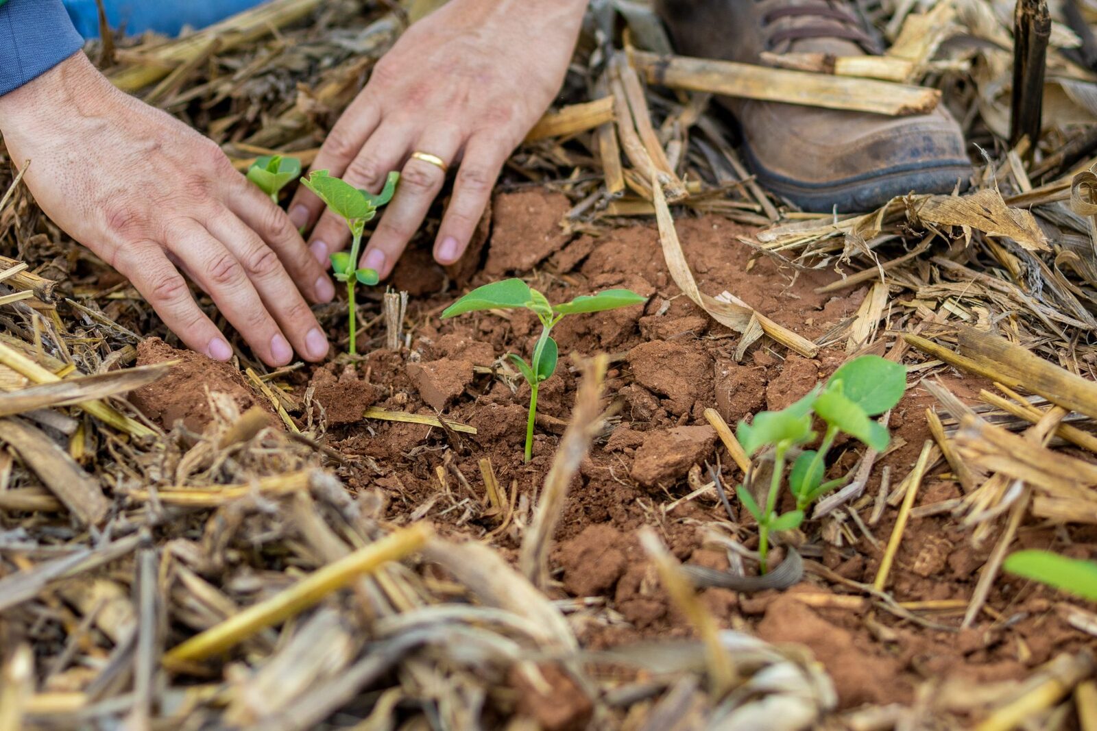 Custo da soja sobe 3,35% em Mato Grosso para a safra 2026/27
