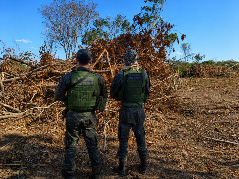Desmatamento ilegal resulta em embargo rural em MT