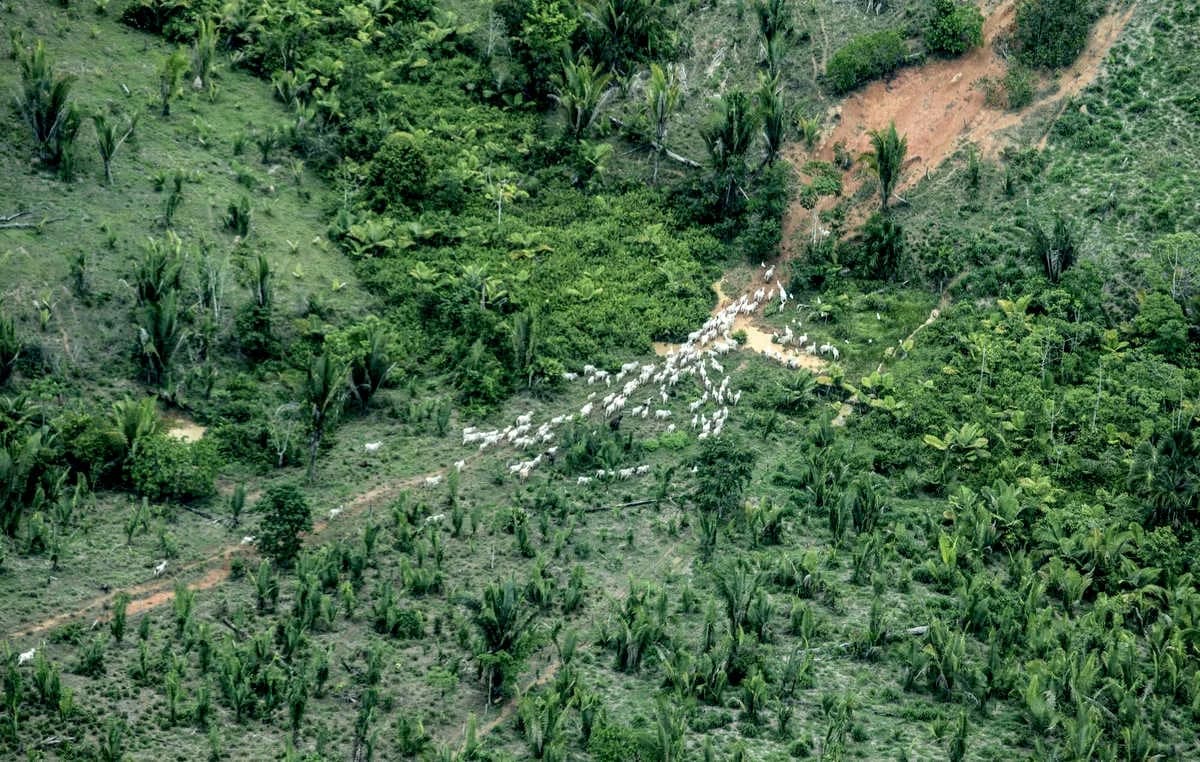 Doa R$ 600 mil a Tarcísio: empresário de MT tem laços com terra indígena