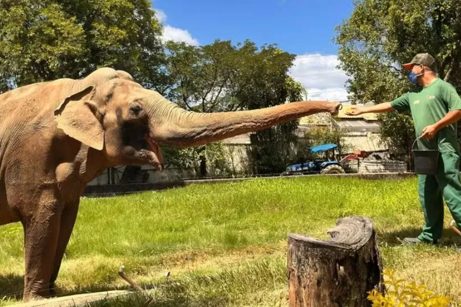 Elefante Sandro inicia adaptação para viagem rumo a Chapada dos Guimarães
