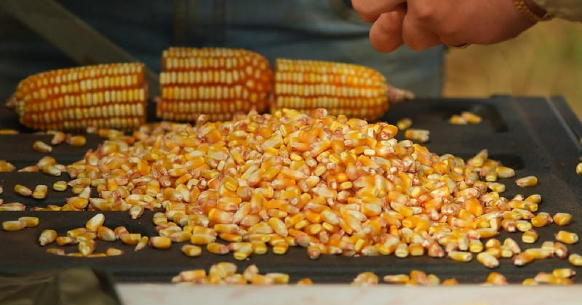 Exportação de milho despenca em MT e preocupa o setor agrícola