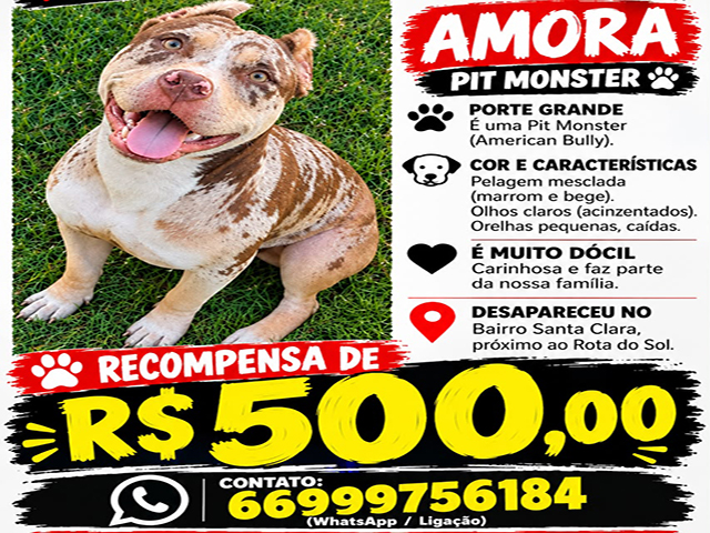 Família busca cachorra Amora em Sorriso e oferece recompensa