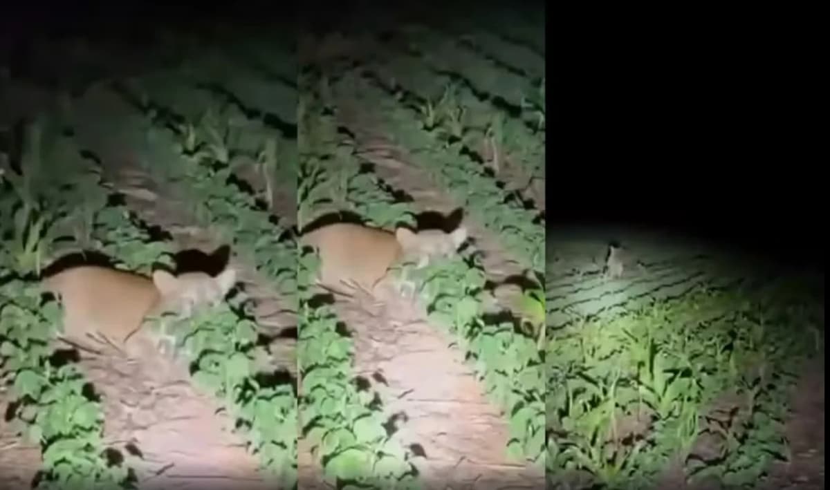 Família flagra onça-parda perto de carro em Querência