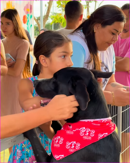 Feira de adoção do CastraPet mobiliza famílias em Primavera