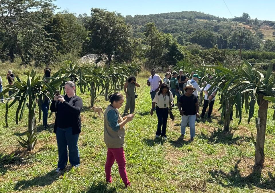 Fundo de apoio impulsiona agricultura familiar em Castanheira MT