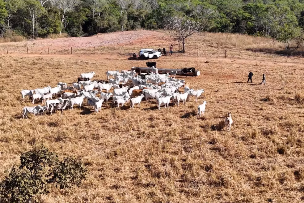 Gado furtado é apreendido em fazenda de Mato Grosso