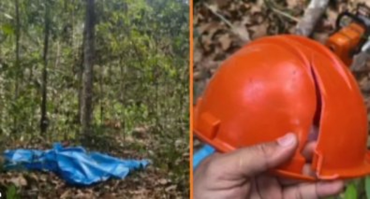 Idoso morre atingido por galho durante corte de árvore em MT
