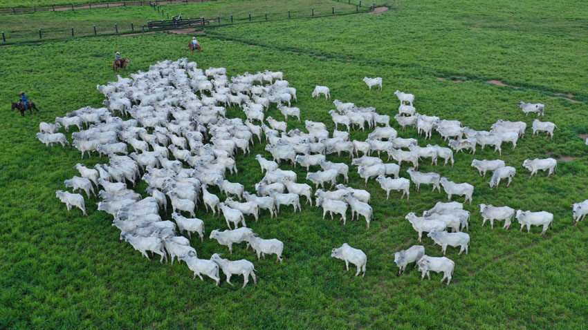 Indea-MT paralisa sistema para atualização em Mato Grosso