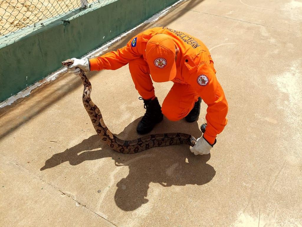 Jiboia é resgatada em área de lazer em Campo Verde