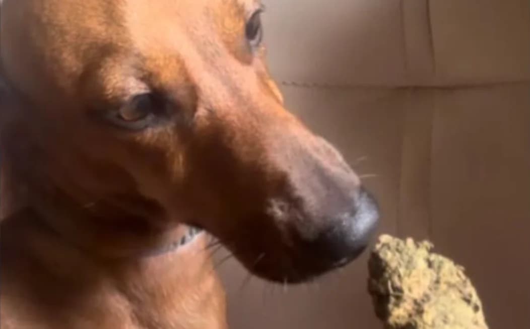 Jovem é presa em Sorriso após dar maconha para cachorro em MT