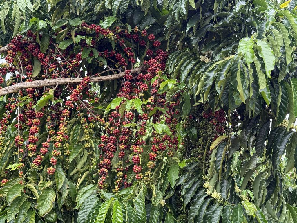 Juína sedia concurso inédito para premiar melhores cafés em MT
