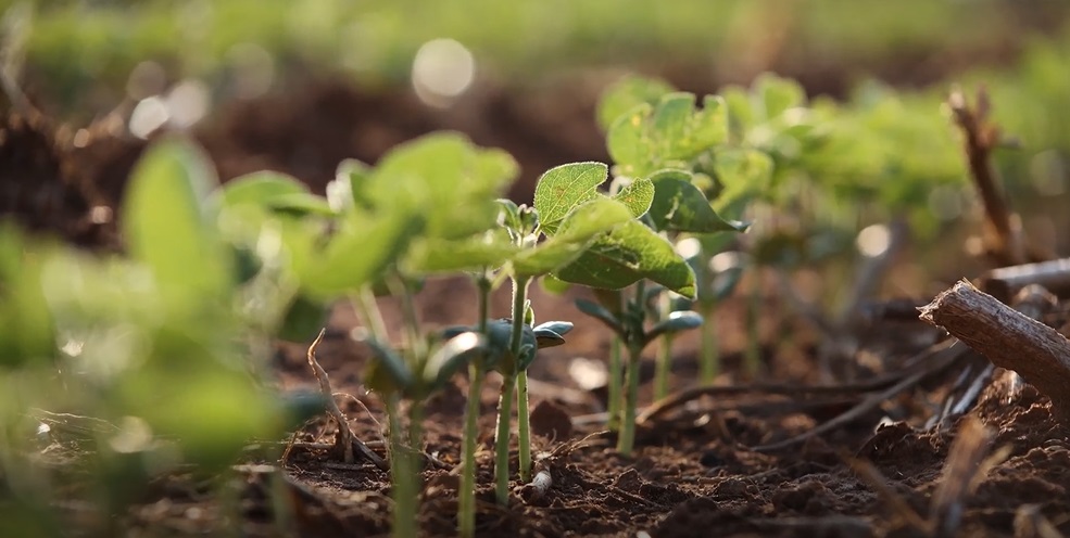 Lavoura de soja em Mato Grosso exige atenção rigorosa no início