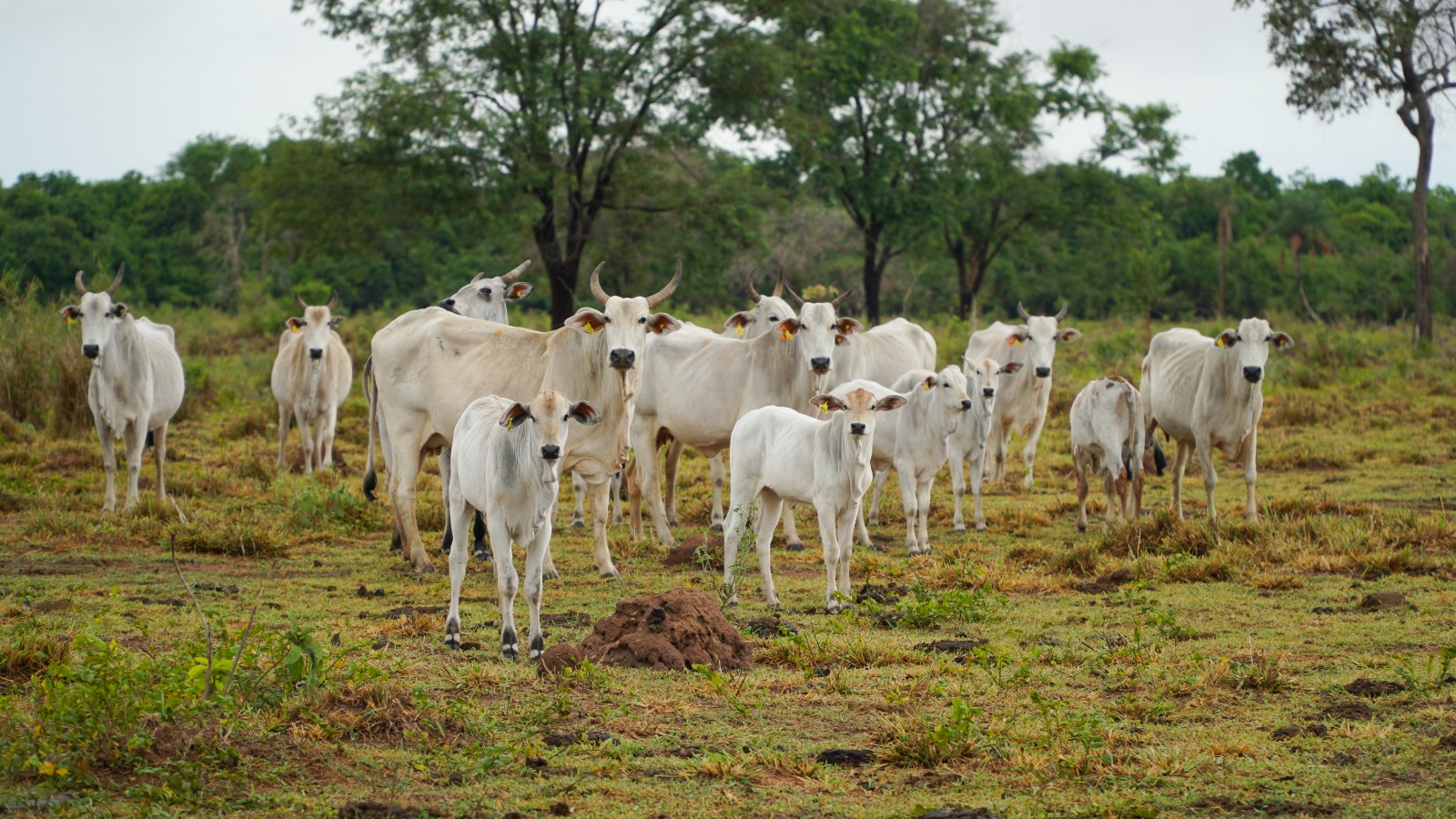 Mato Grosso dispara exportações de carne bovina e cresce 2.242%