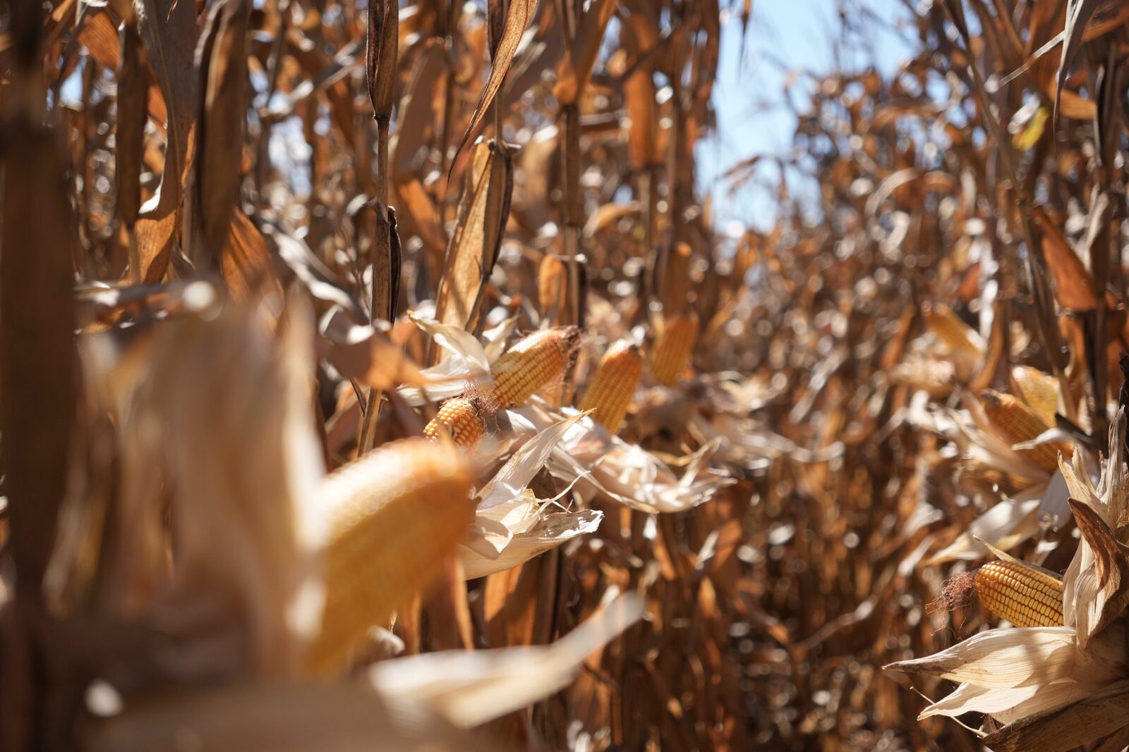 Mato Grosso exporta 2,99 mi de toneladas de milho em MT