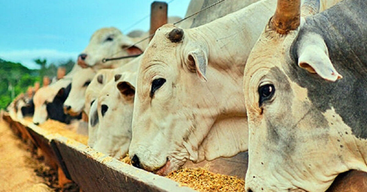 Mato Grosso lidera carne bovina no Brasil com peso recorde em MT