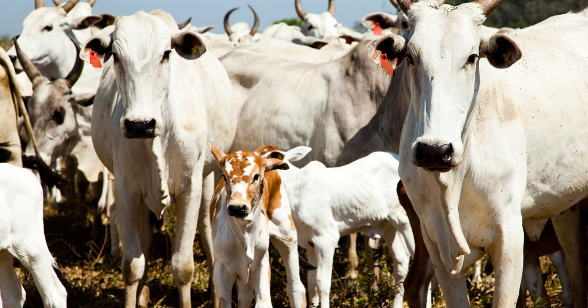 Mato Grosso lidera pecuária e mantém maior rebanho bovino em MT