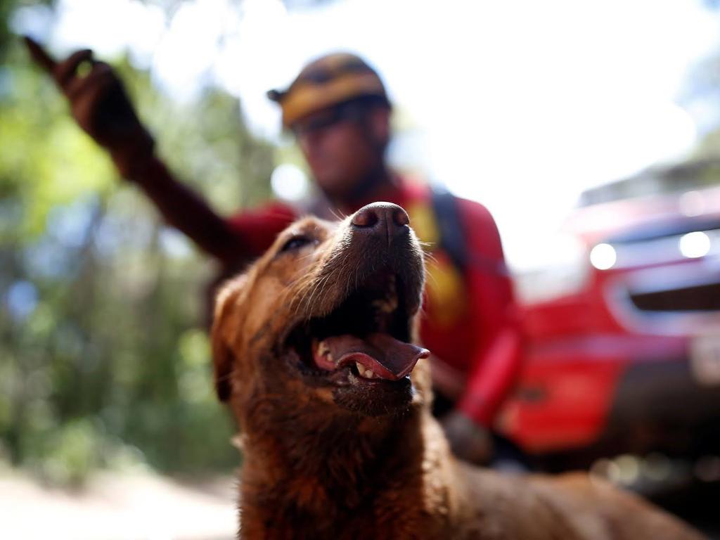 Mato Grosso recebe certificação nacional de cães de resgate