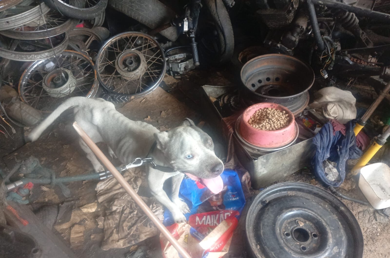 Maus-tratos: cães são resgatados em oficina de Primavera do Leste