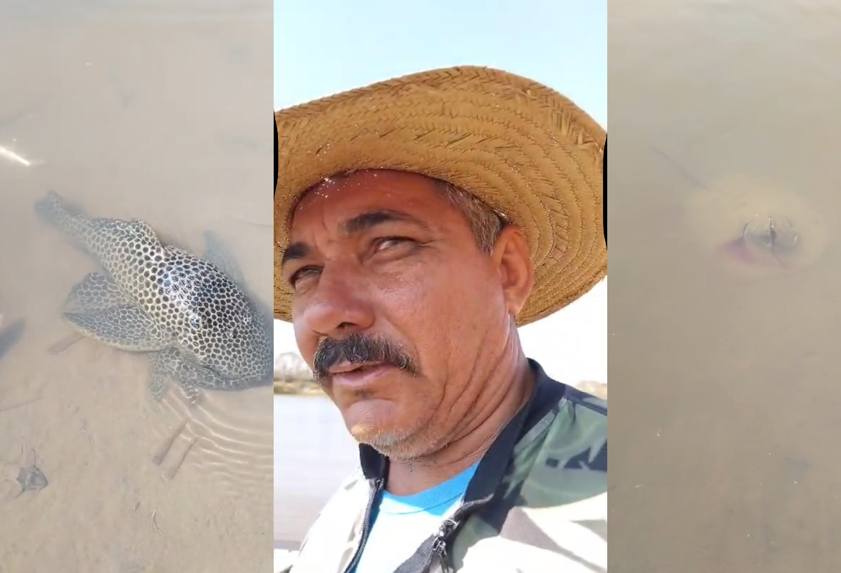Mortandade de peixes e arraias assusta pescador no Rio Cuiabá