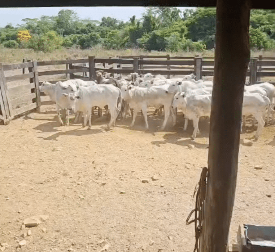 Nove novilhas furtadas são achadas em fazenda de Mato Grosso