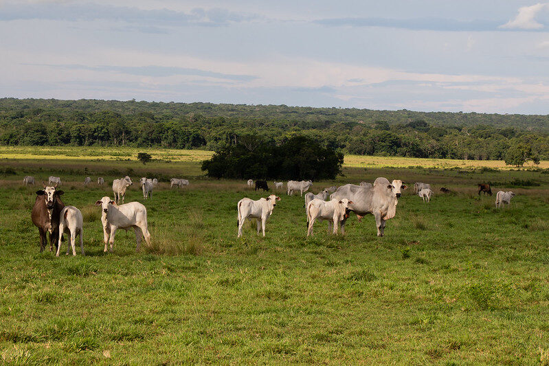 Novo sistema de GTA em Mato Grosso exige atenção dos criadores