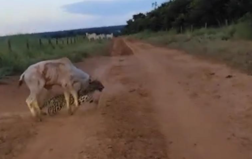 Onça-pintada ataca bezerro em estrada de Nova Ubiratã
