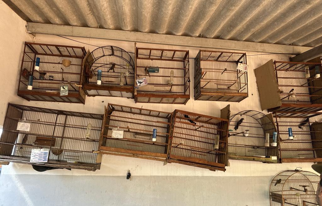 Operação apreende 25 aves silvestres vítimas de maus-tratos em Nova Xavantina (MT)