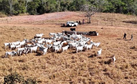 Operação recupera 120 cabeças de gado furtado em MT
