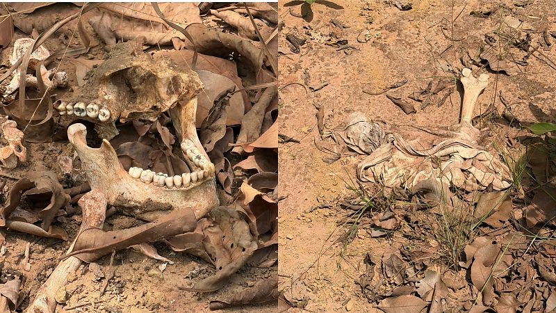 Ossada humana é achada em Várzea Grande e pode ser de motorista