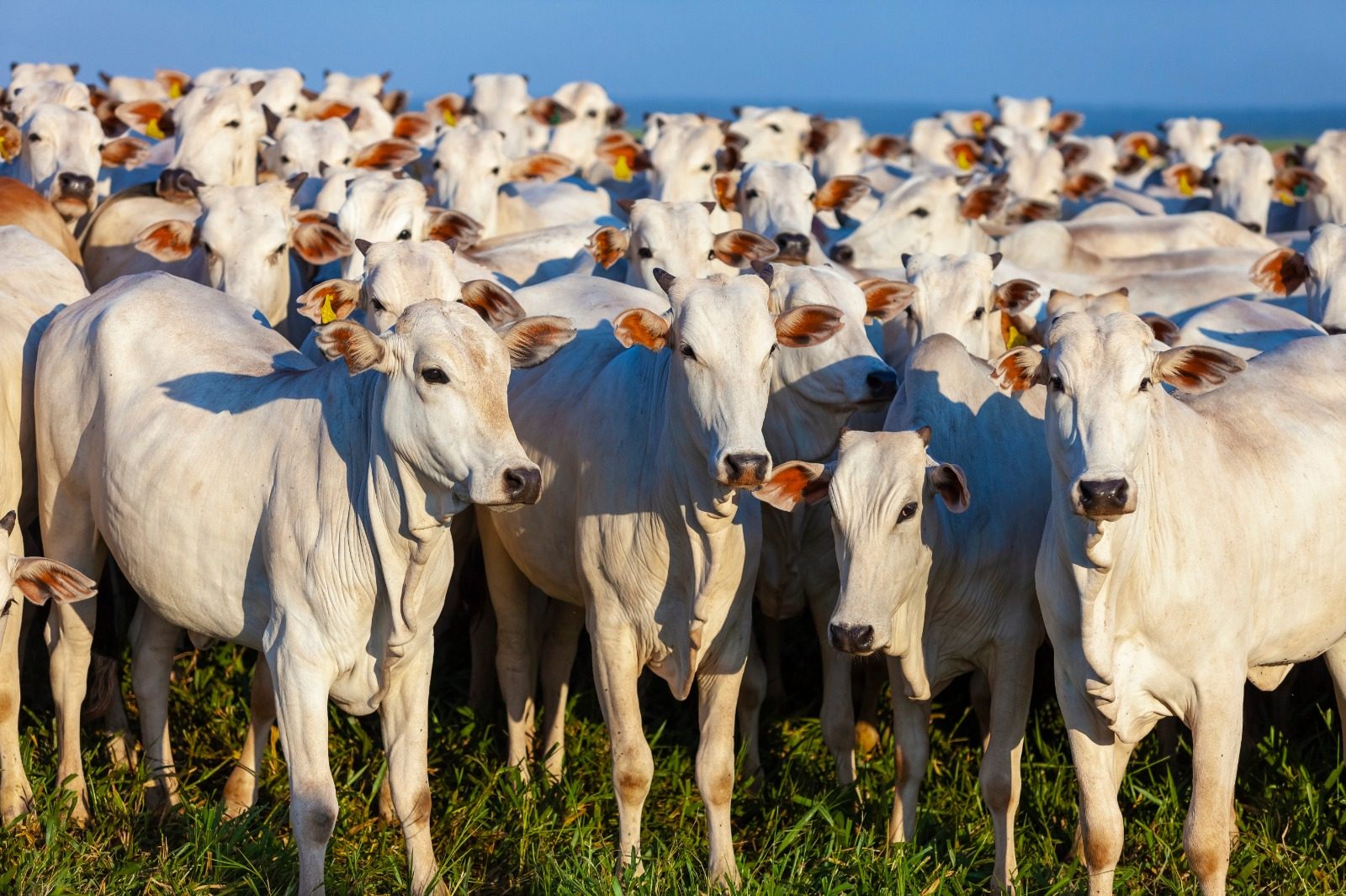 Pecuária de cria em Mato Grosso registra alta de custo e queda na margem