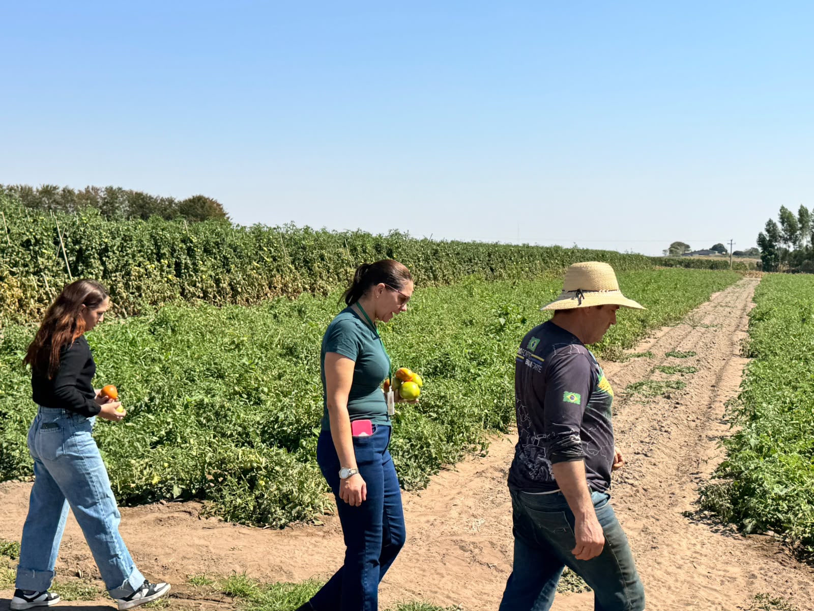 Pequenos produtores de tomate recebem visita técnica em Primavera do Leste