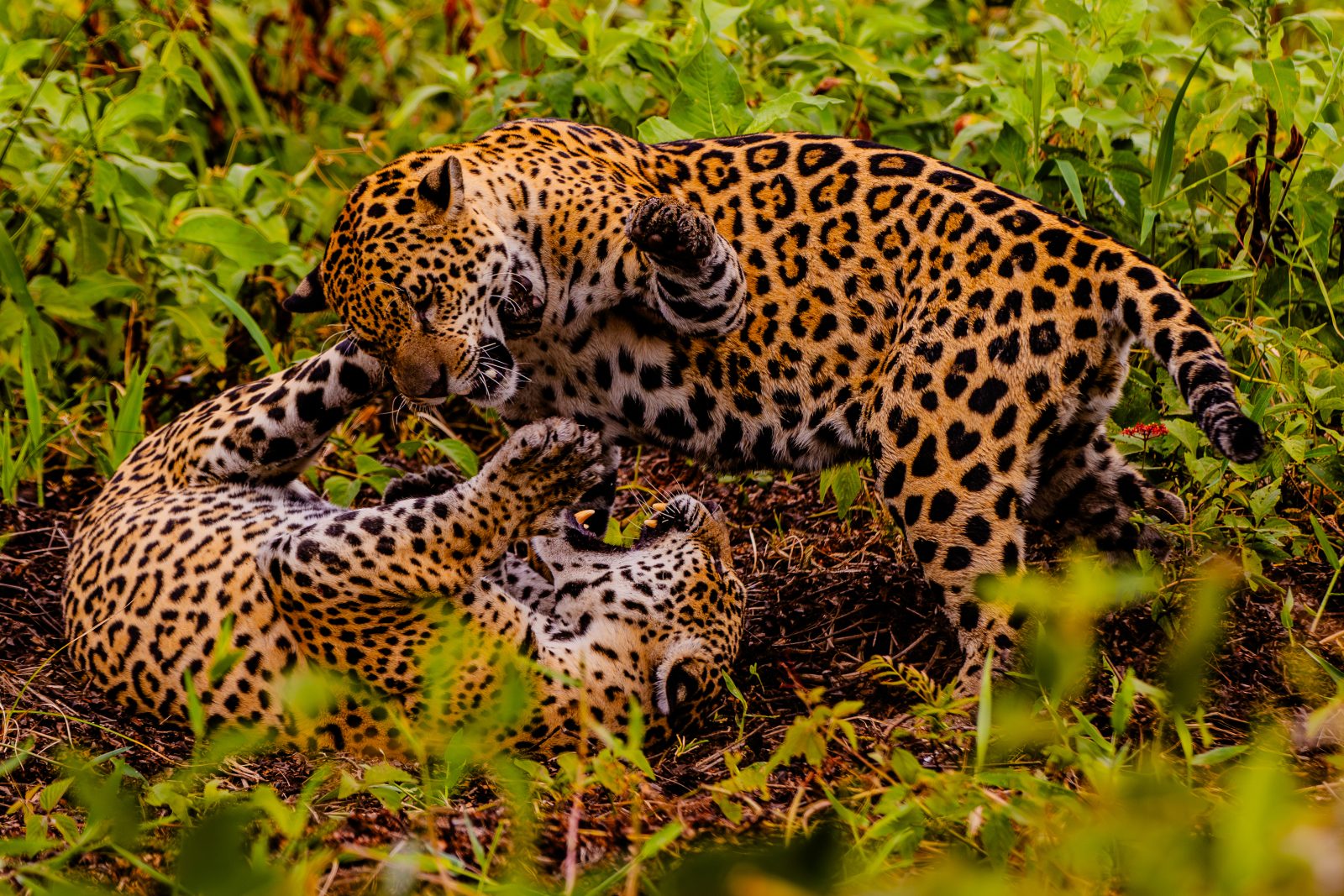 Pesquisa avalia impacto da onça-pintada no Pantanal de MT