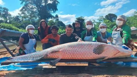 Pirarucu gigante de 137 kg é capturado em Rondônia