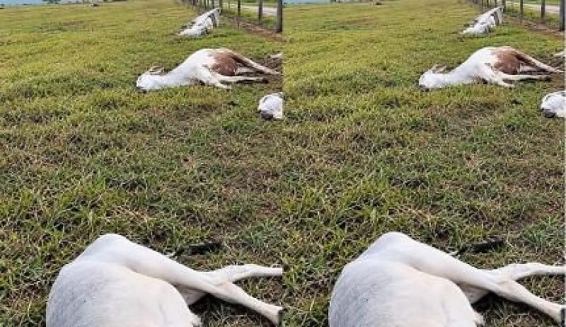 Raio mata 11 bois e temporal causa estragos em Vila Bela